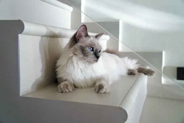 A ragdoll cat lays on stairs