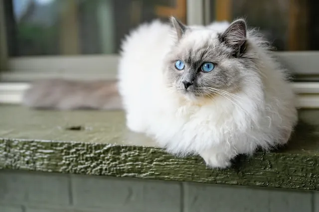 A ragdoll cat sits in a loaf position