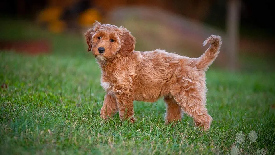 A red Goldendoodle stands alert in a grassy field.