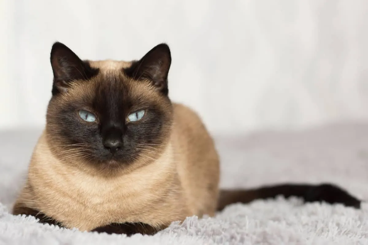 A seal point Siamese laying on a comfy bed