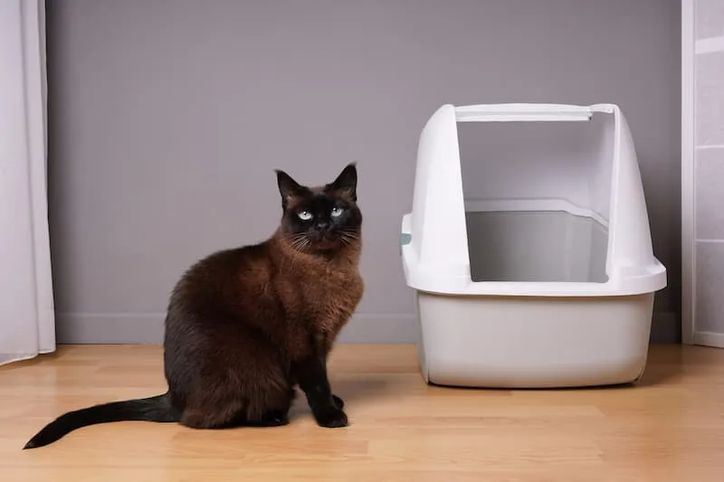 A Siamese cat is sitting alertly next to a clean litterbox in a home environment.