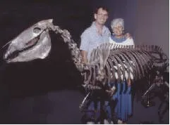 A skeleton of an Equus species is displayed.