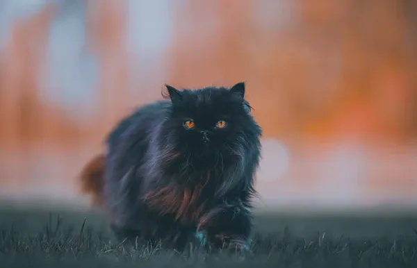 A striking black Persian cat with a luxurious coat.