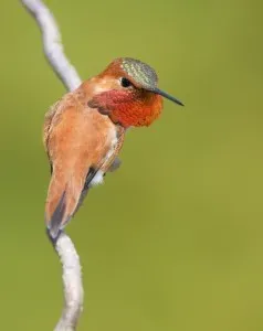 A territorial Rufous hummingbird displaying its gorget