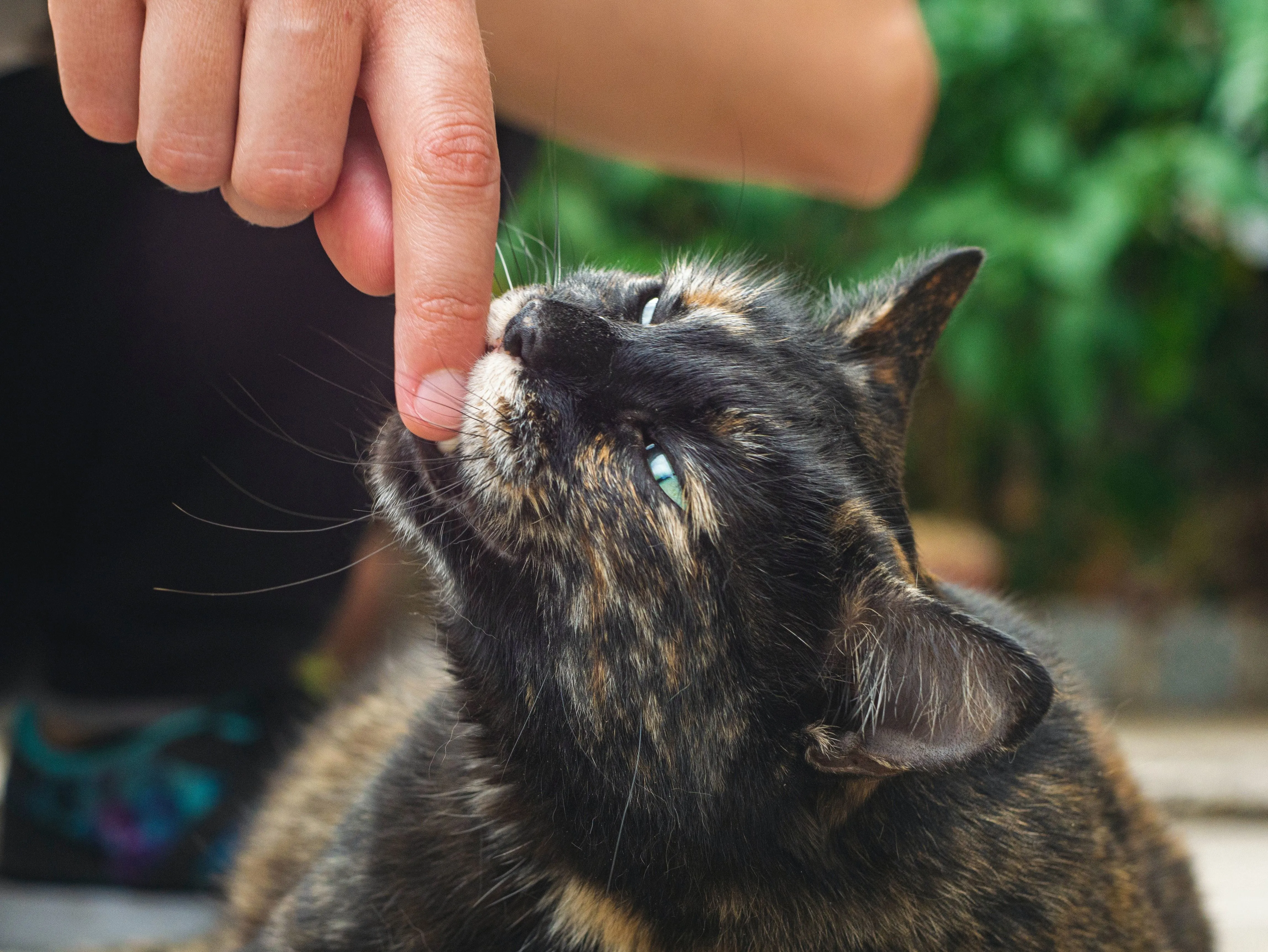 A tortoiseshell cat biting someone