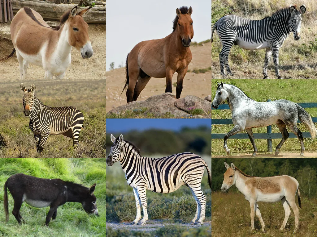 A visual representation of different Equus species.