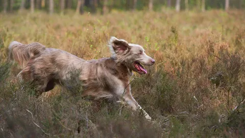 A Weimaraner dog joyfully running through a grassy field