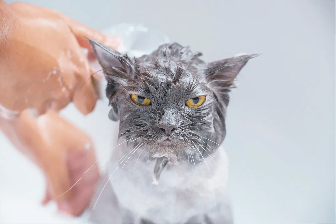 A wet cat is being carefully washed with soap and water.