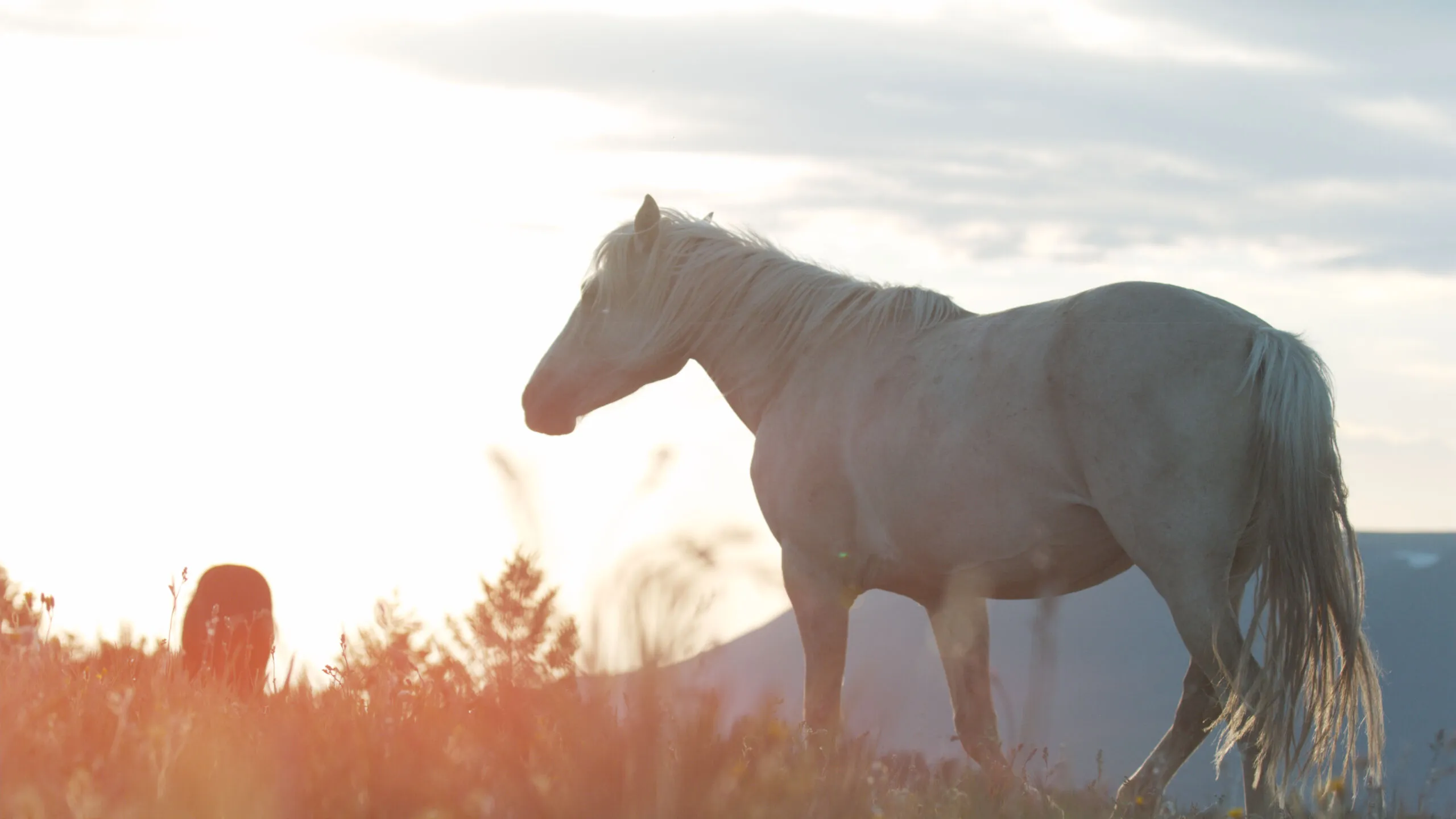 A white wild Mustang walks through a backlit field of flowers in the mountains