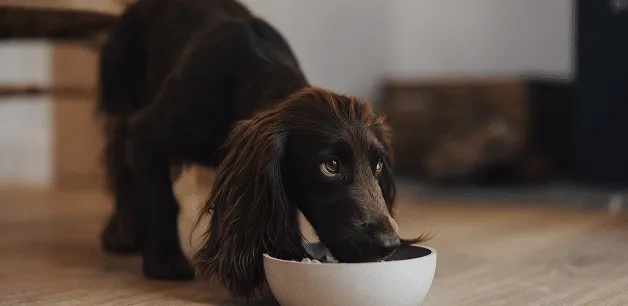 A Working Cocker Spaniel eating from a bowl