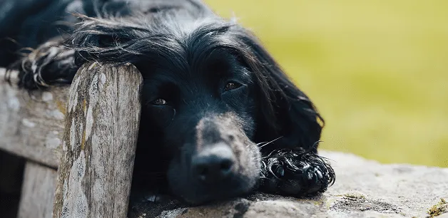 A Working Cocker Spaniel lying down after a long walk