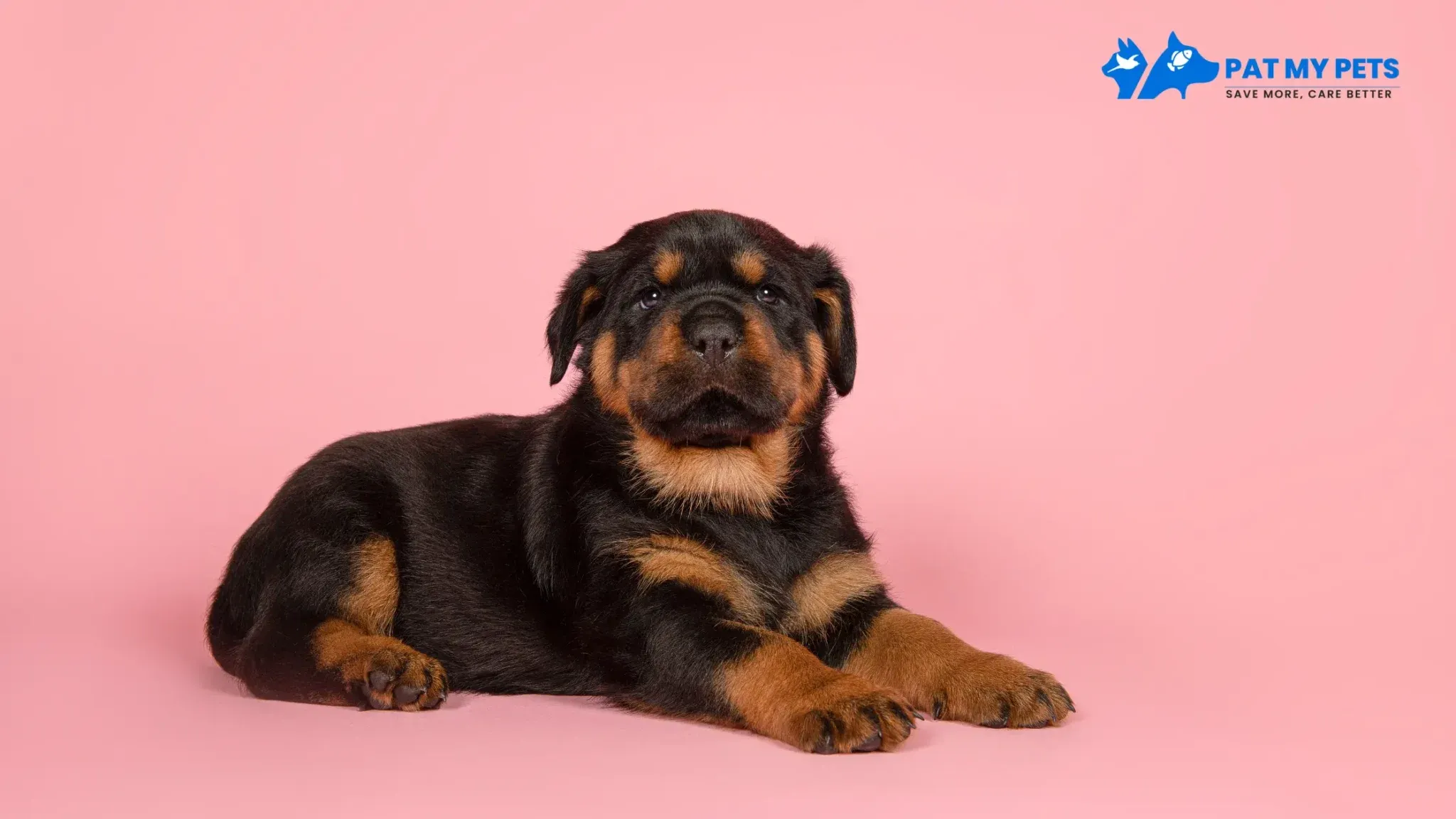 A young Rottweiler puppy with a playful expression.