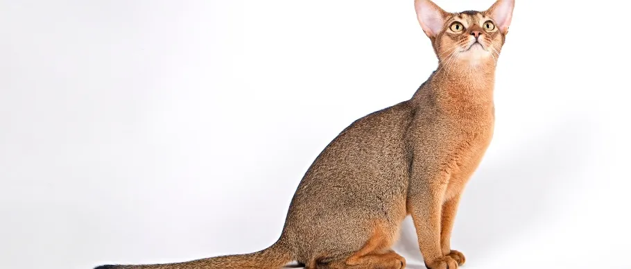 Abyssinian cat with a sleek coat