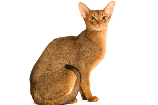 Abyssinian cat