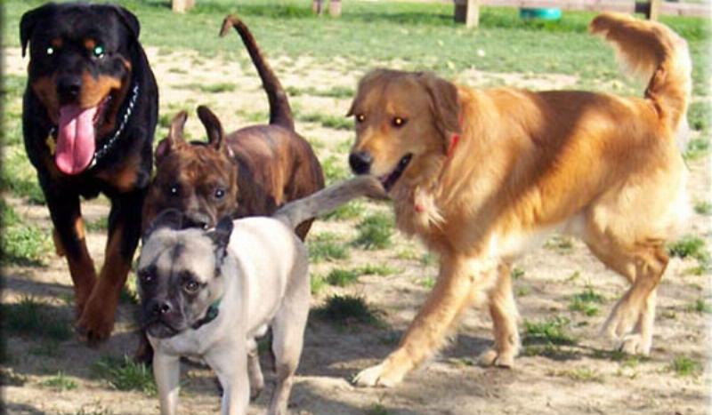 A well-trained adult Bull Terrier holding a perfect 'stay' command in a park setting.