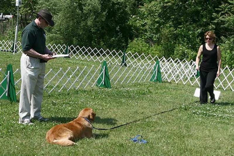 A diverse group of dogs and owners participating in an AKC dog training class, with a trainer demonstrating a command.