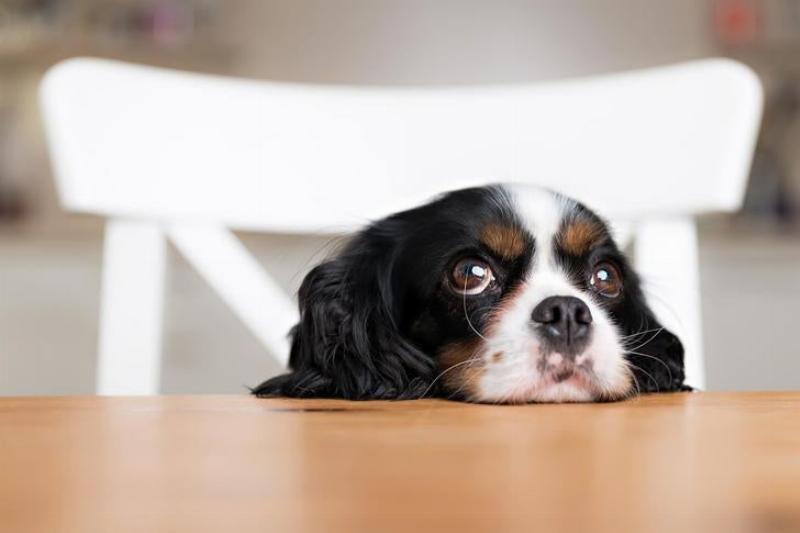 AKC dog training hand signal for 'Sit', palm up, moving upwards over the dog's head to encourage a sit