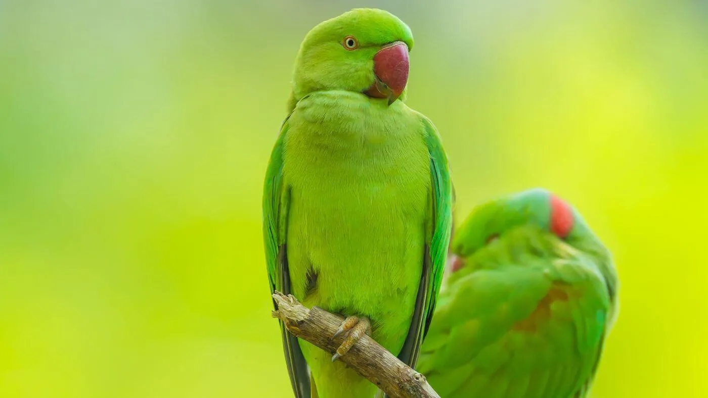 Alexandrine Parrot looking attentively