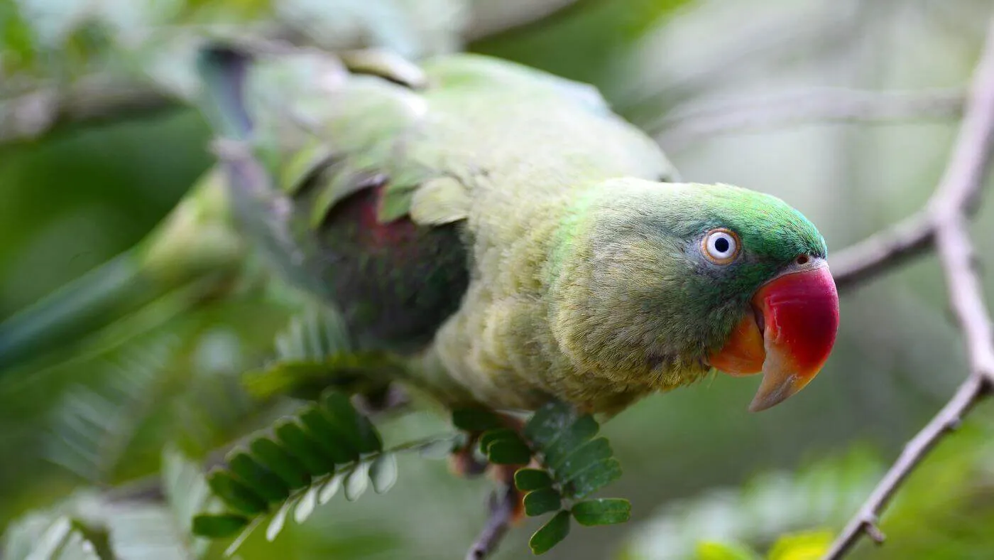 Alexandrine Parrots perched on a branch