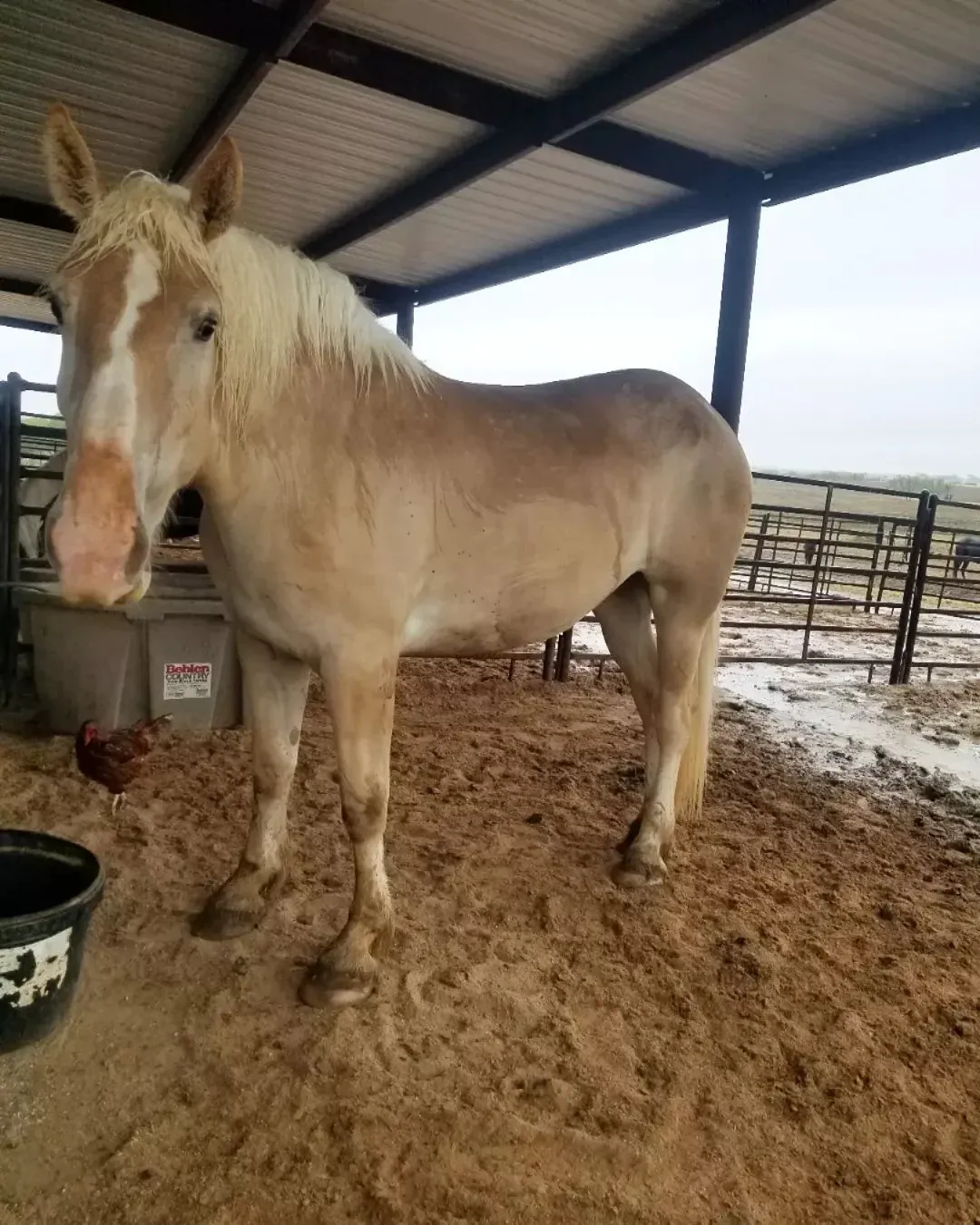 American Cream Draft