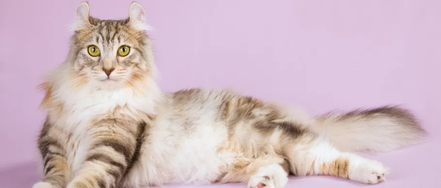 American Curl cat with distinctively curled ears