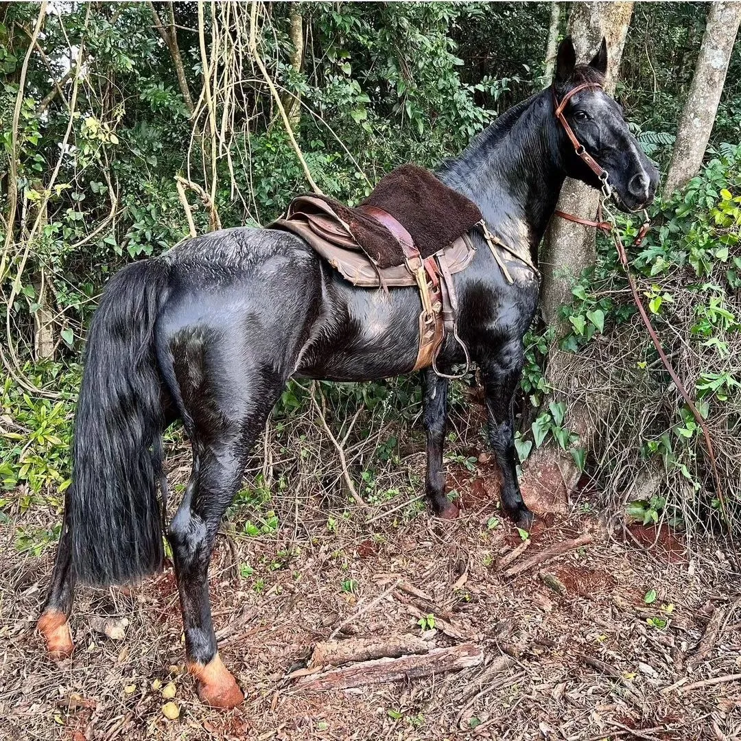 American Quarter Horse