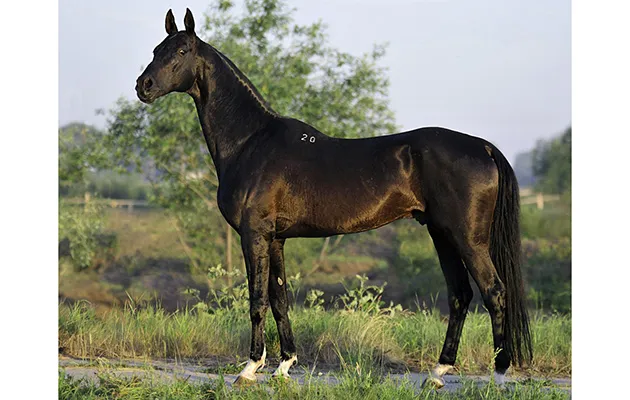 An Akhal-Teke horse with a shimmering coat