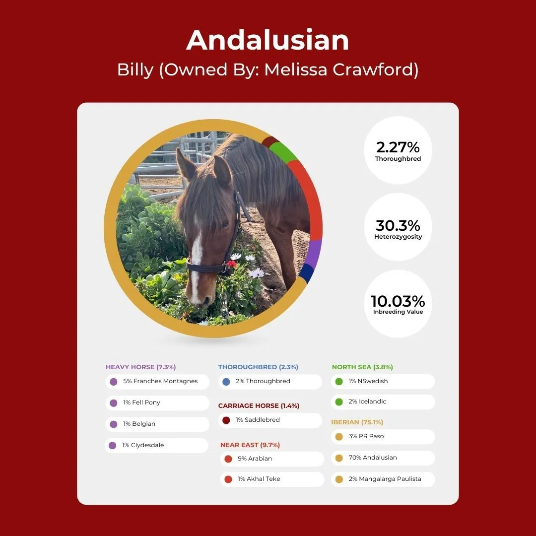 An Andalusian horse is shown with his Etalon Equine Genetics Ancestry DNA test results.