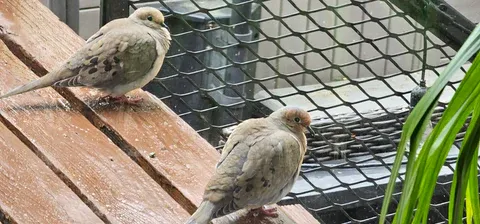 An empty bird's nest, symbolizing the departure of young birds.