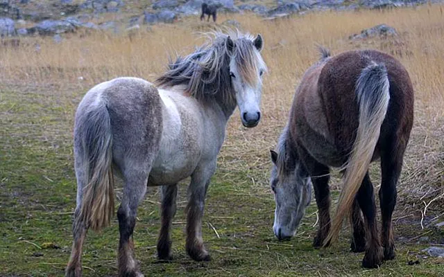 An Eriskay pony with its distinctive grey coat