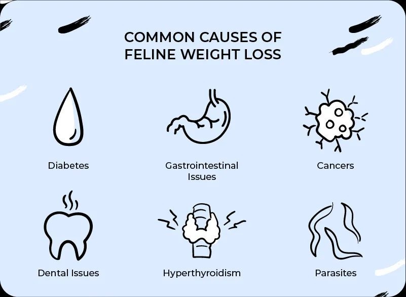 An illustration depicting various common causes of weight loss in cats.