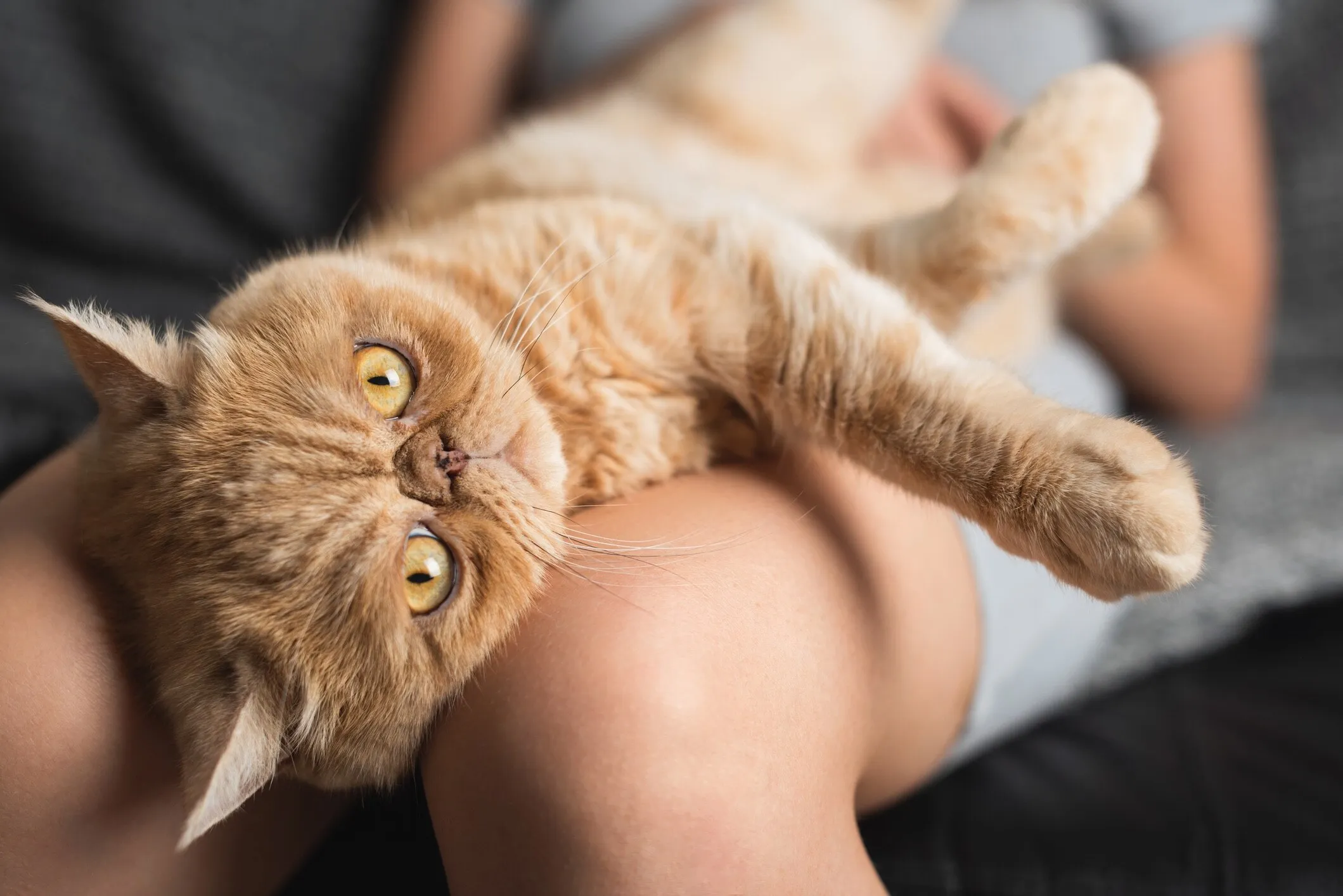 An orange Exotic Shorthair cat lying down