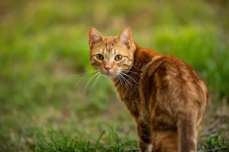 An orange outdoor cat looks curiously at the camera, sitting in a sunny spot.
