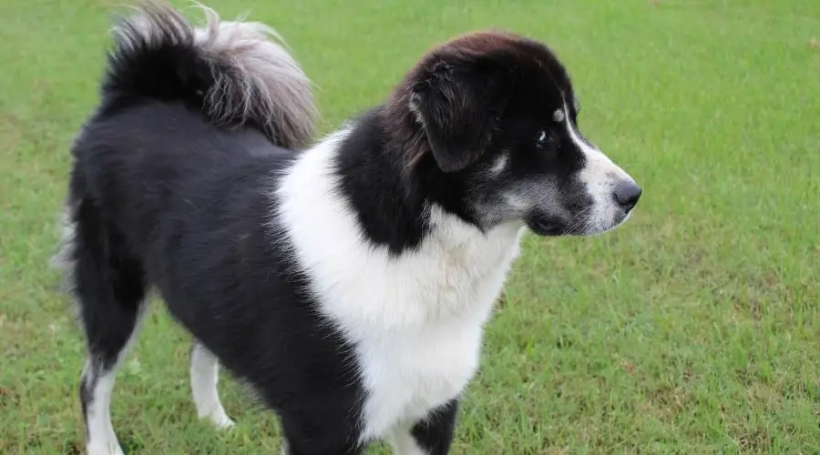 The Anatolian Shepherd and Great Pyrenees Mix A Harmonious Blend