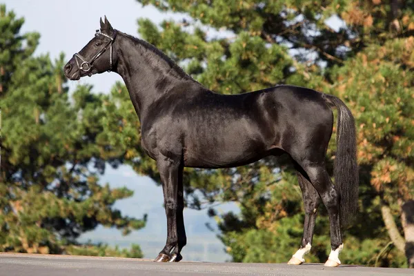 Another example of a black horse