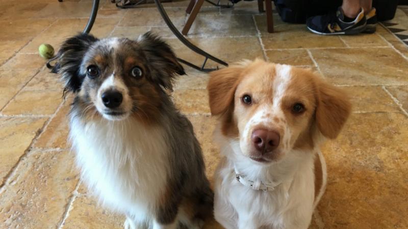 Australian Shepherd puppy practicing basic obedience commands with positive reinforcement