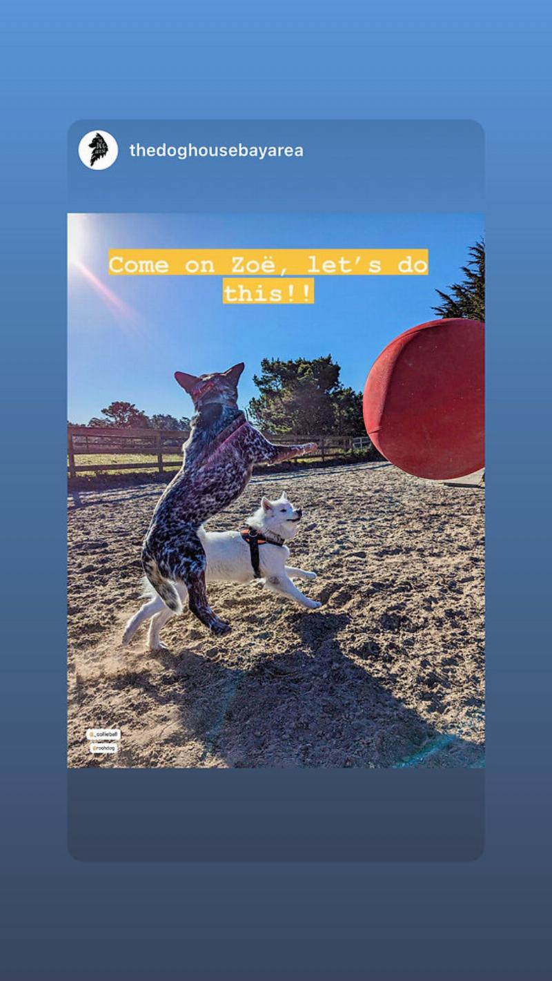 An athletic Australian Cattle Dog joyfully weaving through poles on an agility course, demonstrating the breed's need for mental and physical challenges.