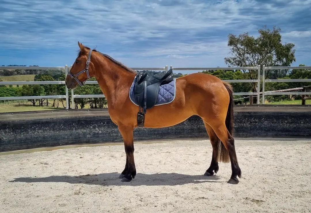 Australian Draught horse