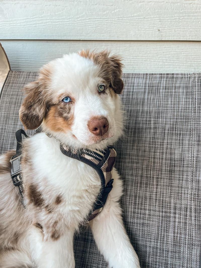 A focused blue merle Australian Shepherd puppy sitting on a green lawn, looking up attentively at its owner who is holding a treat.