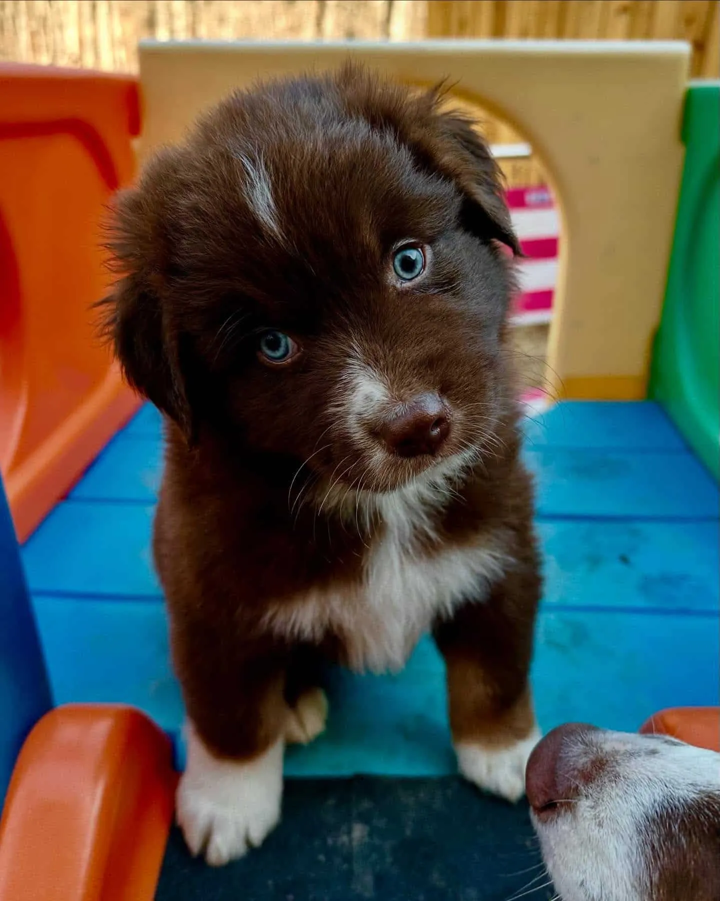 Australian Shepherd puppy