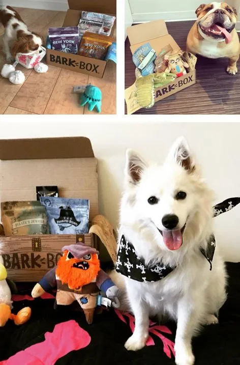 BarkBox contents