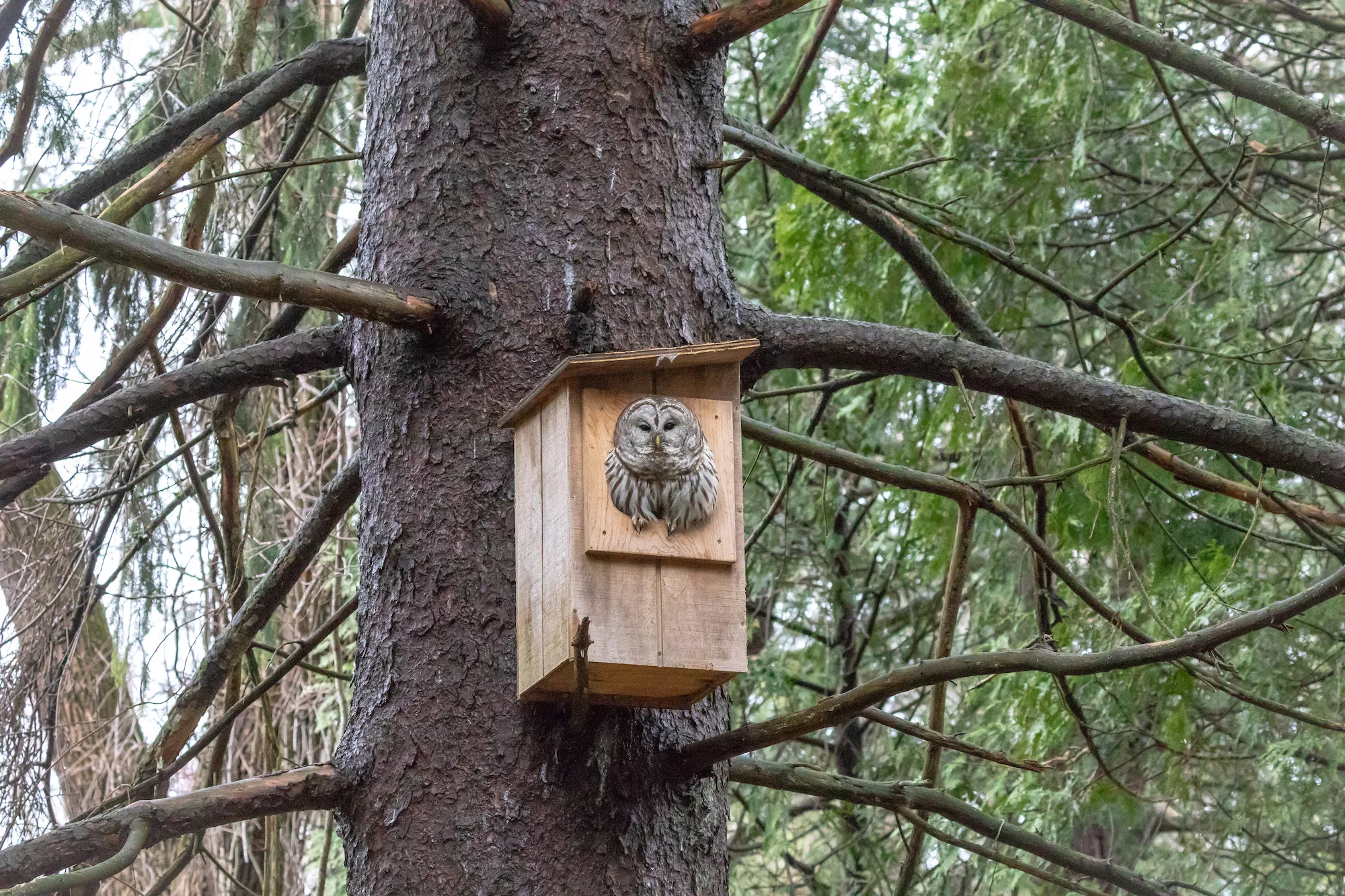 Barred Owl House