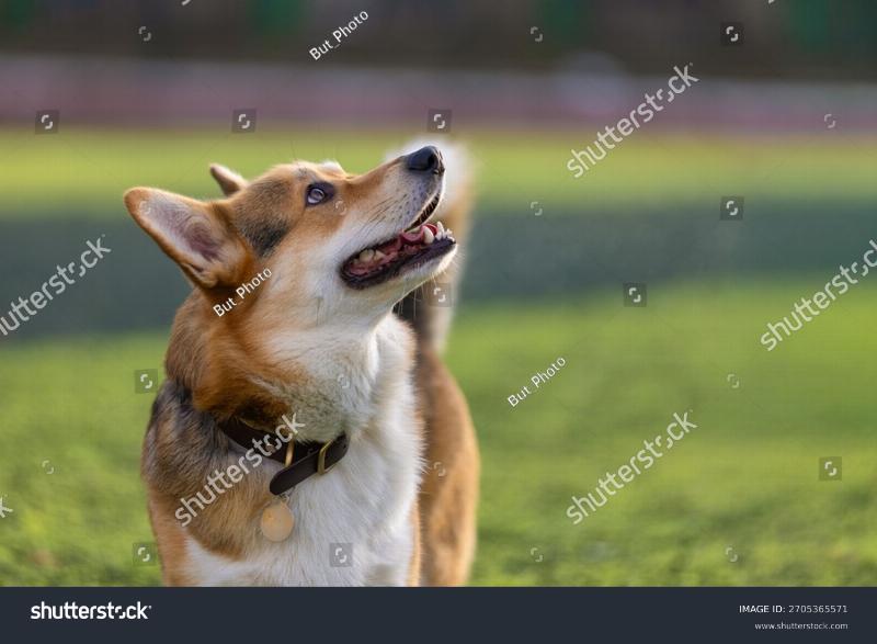A golden retriever puppy sitting attentively, looking up at its owner holding a treat. The scene is set in a bright, indoor training area.