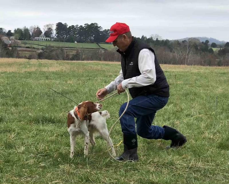 Obedient bird dog sitting patiently on command, demonstrating foundational training.