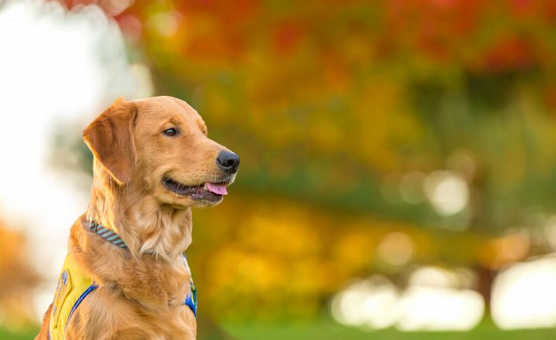 Key aspects of basic dog training for a happy canine companion