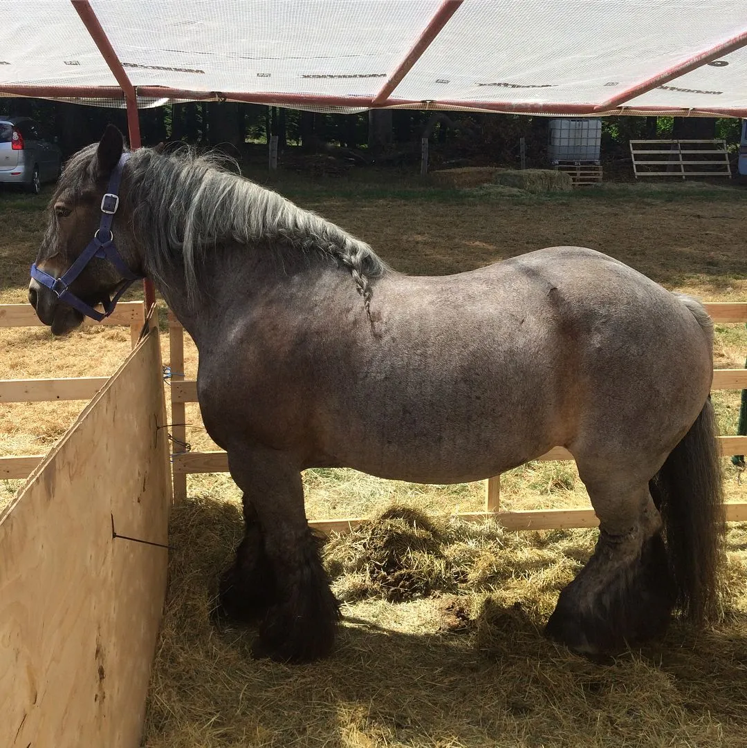 Belgian Draft Horse