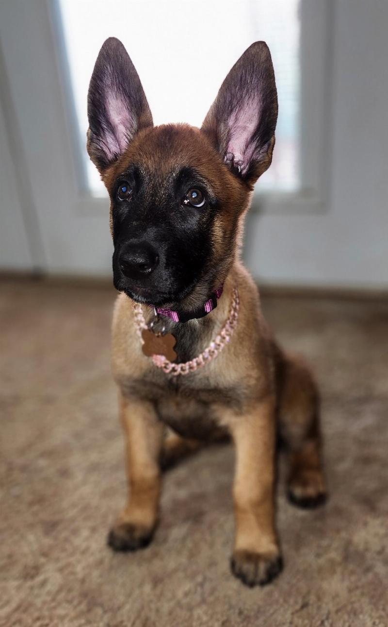 A focused Belgian Malinois puppy sitting attentively during a dog training for Belgian Malinois session, looking up at its owner with a treat in hand.