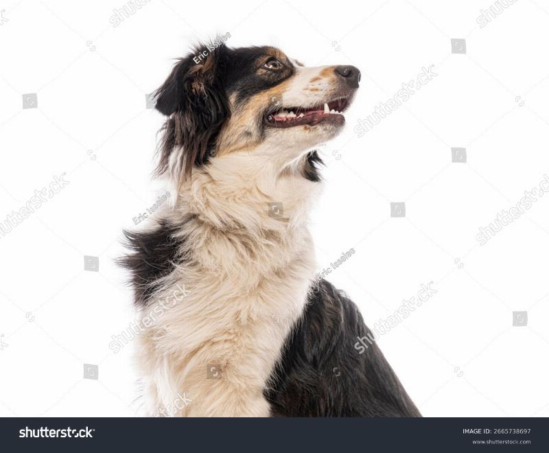 A happy Bernese Mountain Dog puppy sitting attentively during a training session with its owner in a sunny park, showcasing positive reinforcement.
