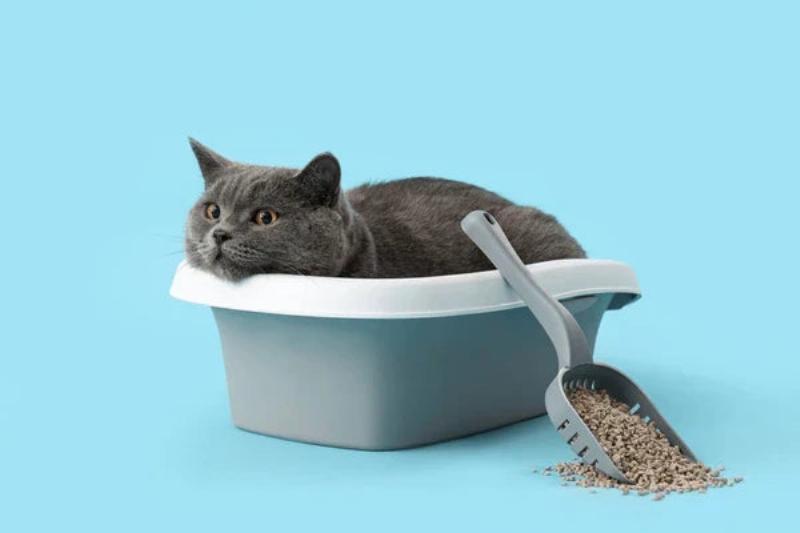 An illustration of a modern, clean open litter box filled with fine-grained litter, placed in a quiet corner of a home. The image emphasizes the importance of a clean and accessible litter box for feline well-being.jpg