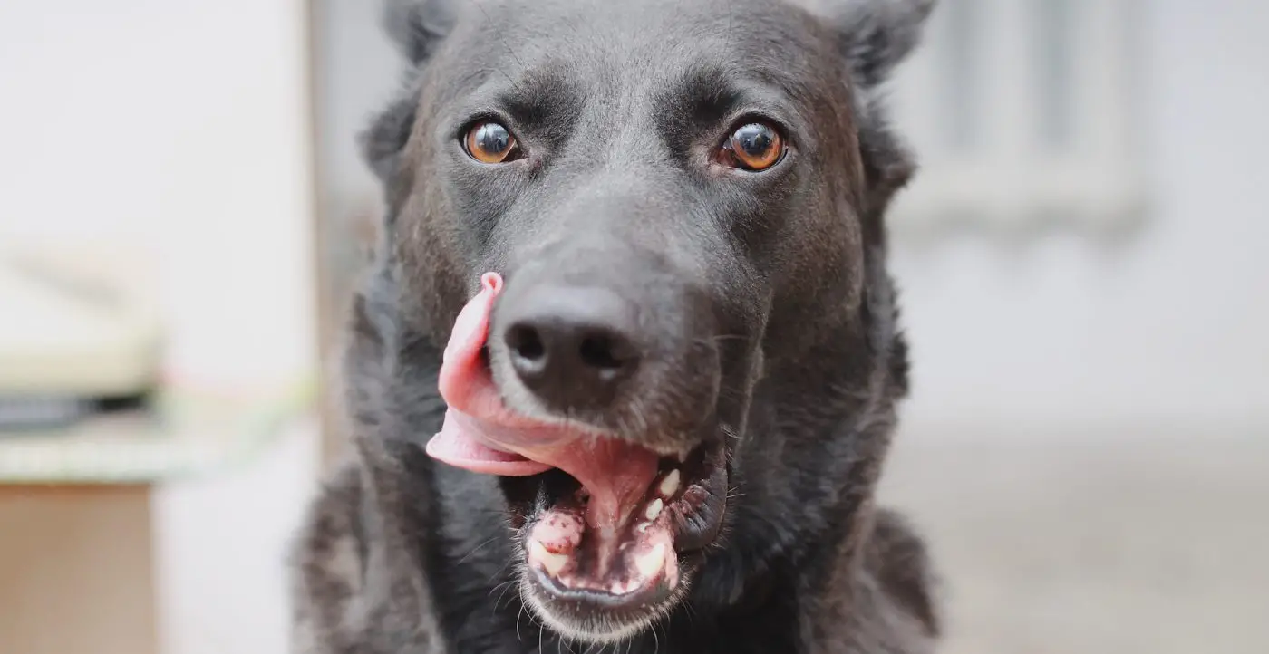 Unlocking a Healthier Future The Best Dog Food for Weight Loss and a Holistic Approach to Canine Wellness